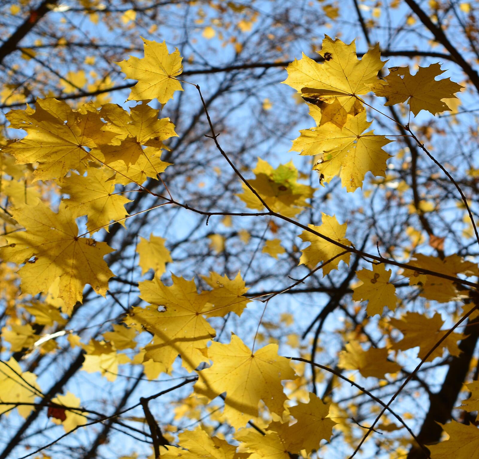 Бесплатное фото Красивые обои листья, осень