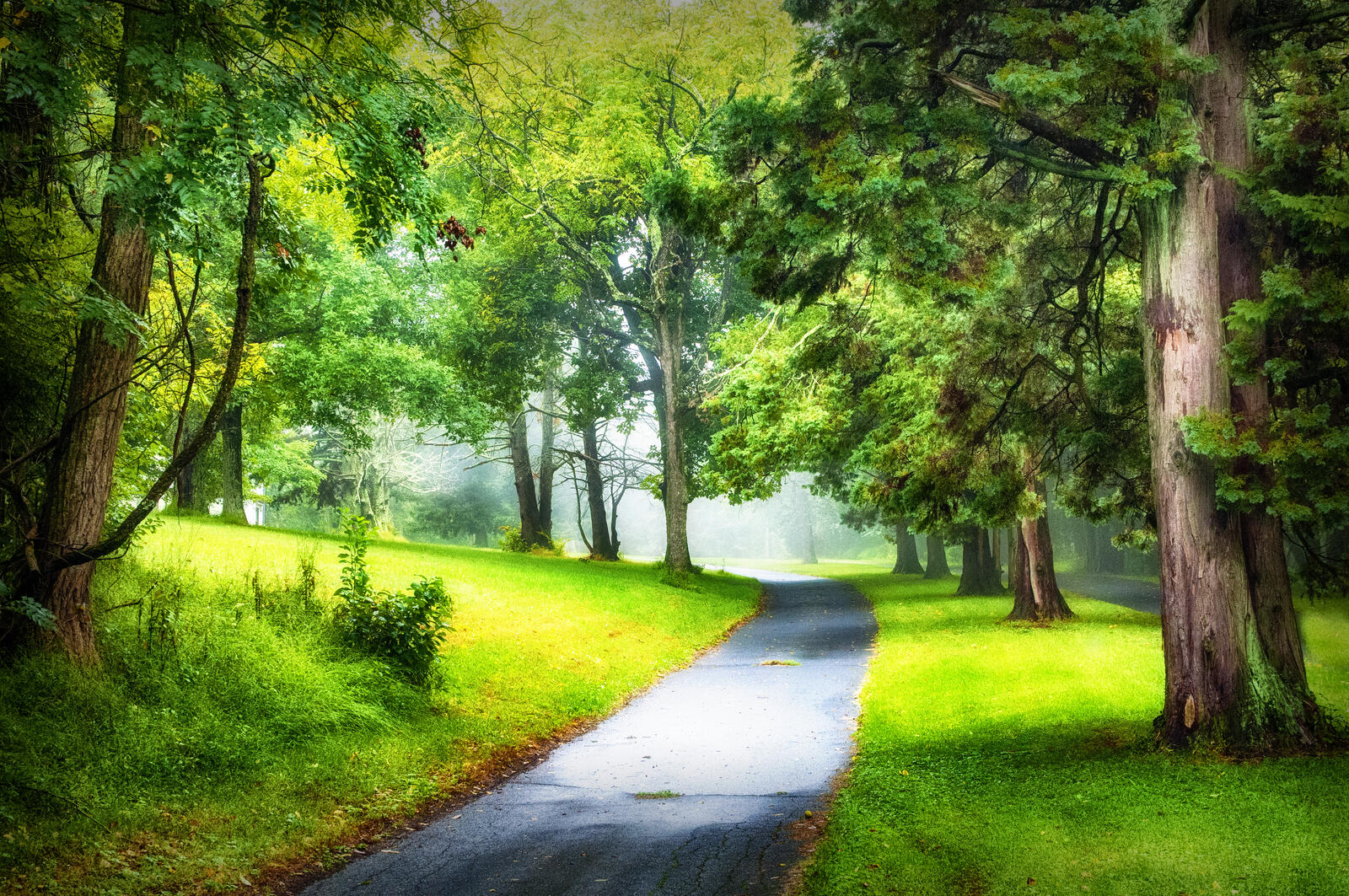Wallpapers road nature summer on the desktop