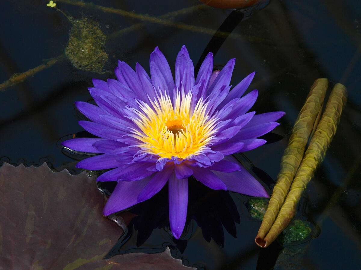 Purple lily with yellow core