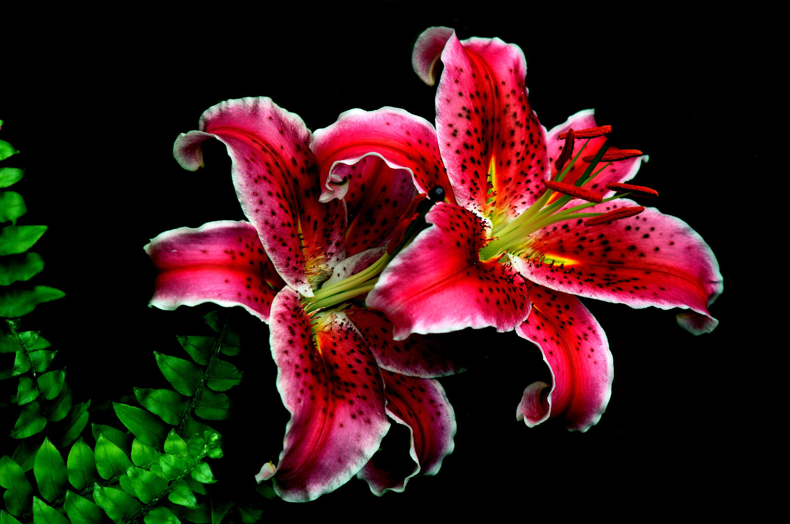 Wallpapers lilies red flowers lilyt on the desktop