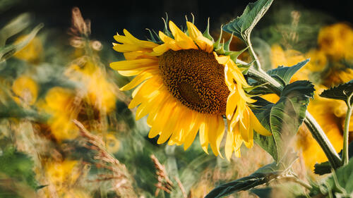 Sunflower mood