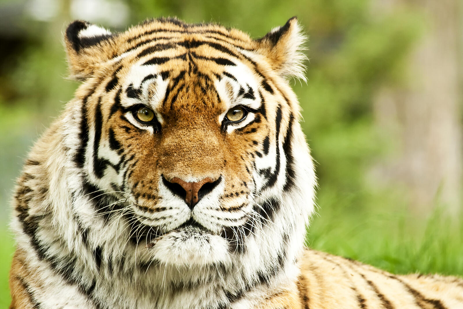 Free photo Beautiful tiger