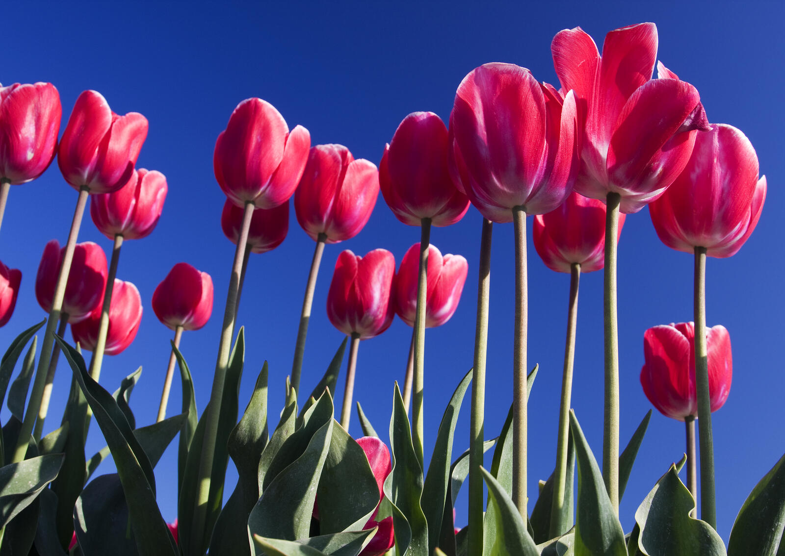 Бесплатное фото Кустарник тюльпанов