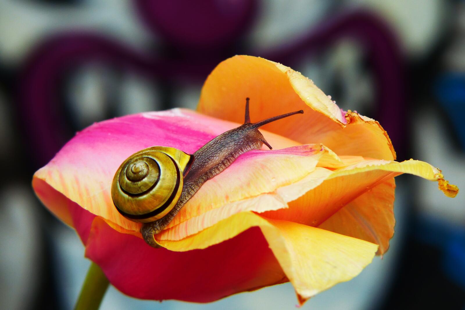 Wallpapers snail Tulip flower on the desktop