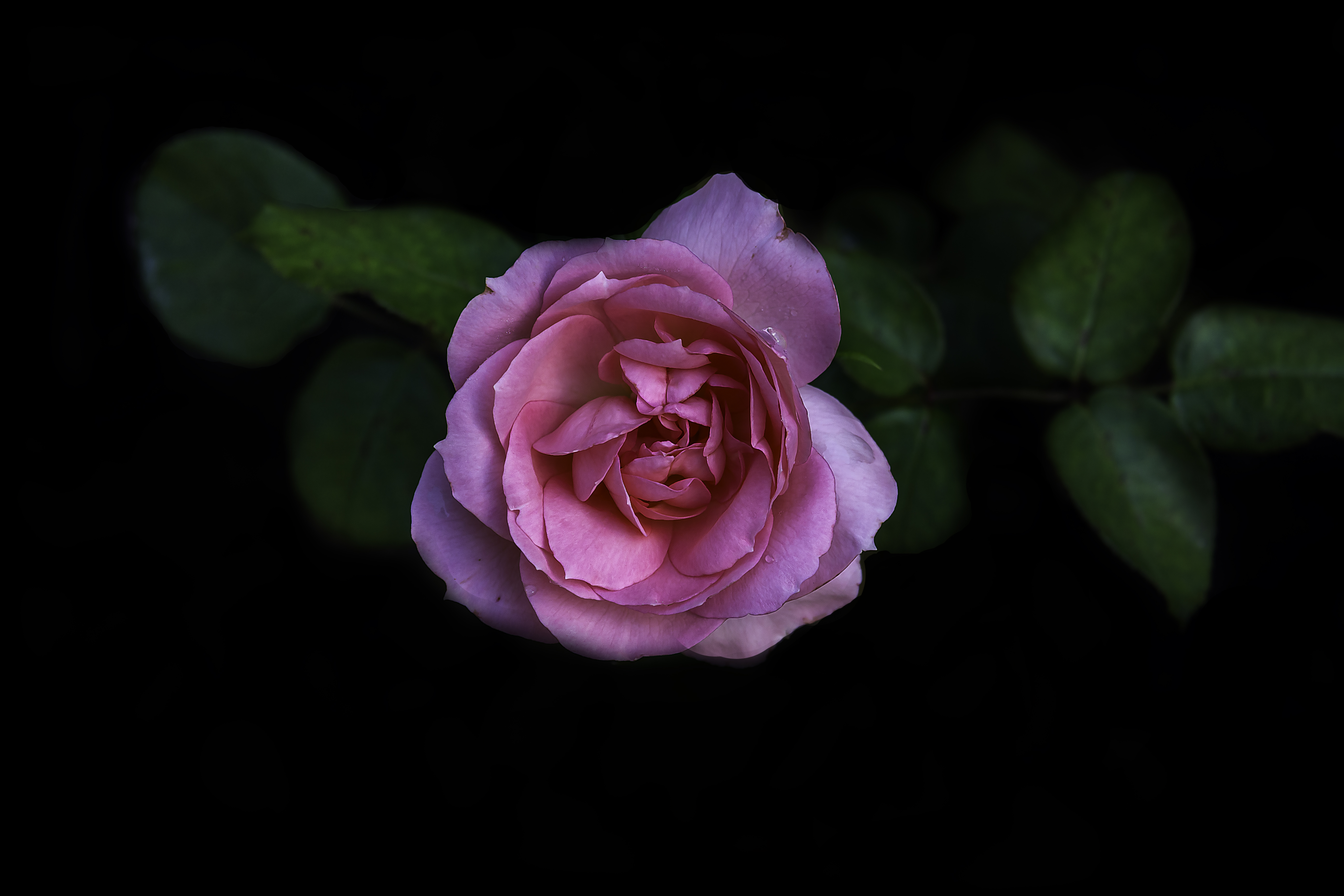 Photos of roses, flowers