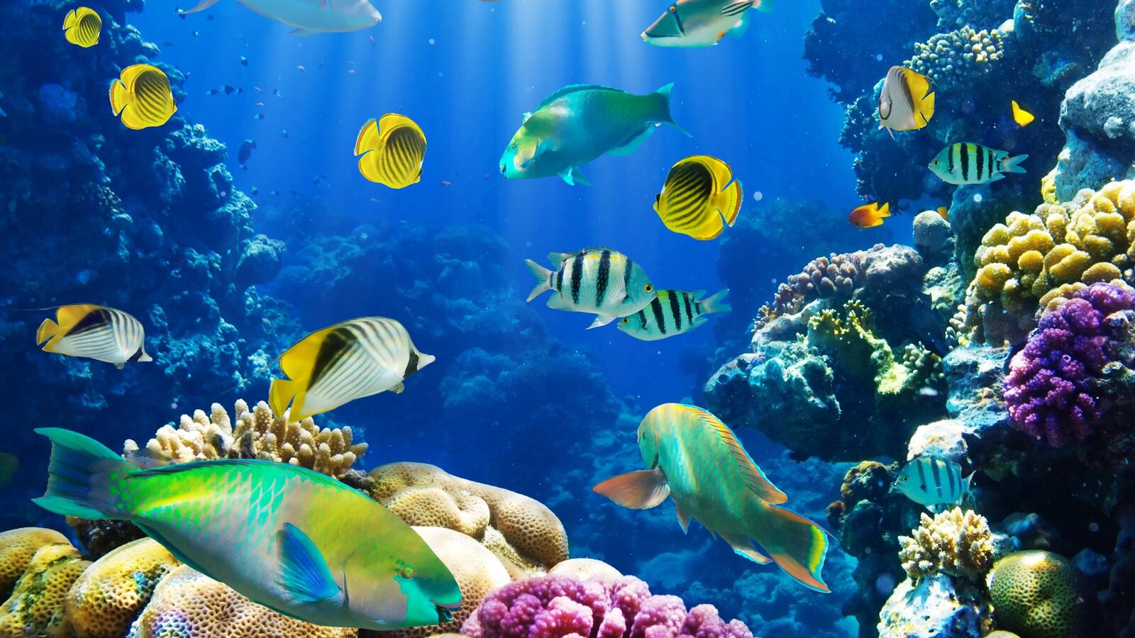Бесплатное фото Рубки и коралловые рифы