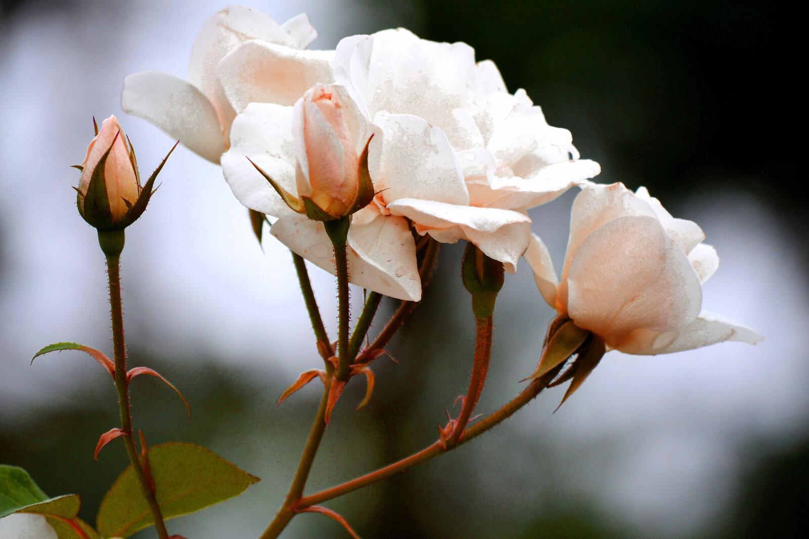 Обои розы белые близко на рабочий стол