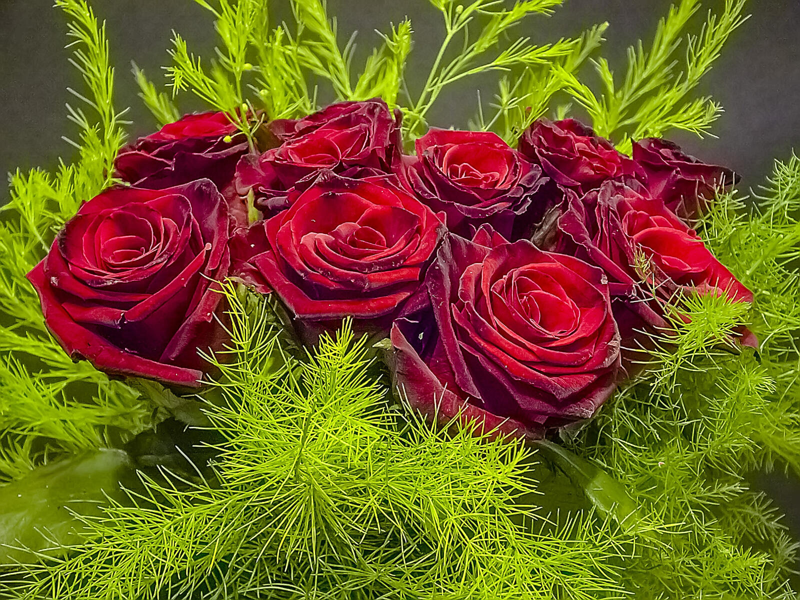 桌面上的壁纸玫瑰 花束 植物