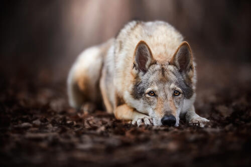 Wolf dog sad