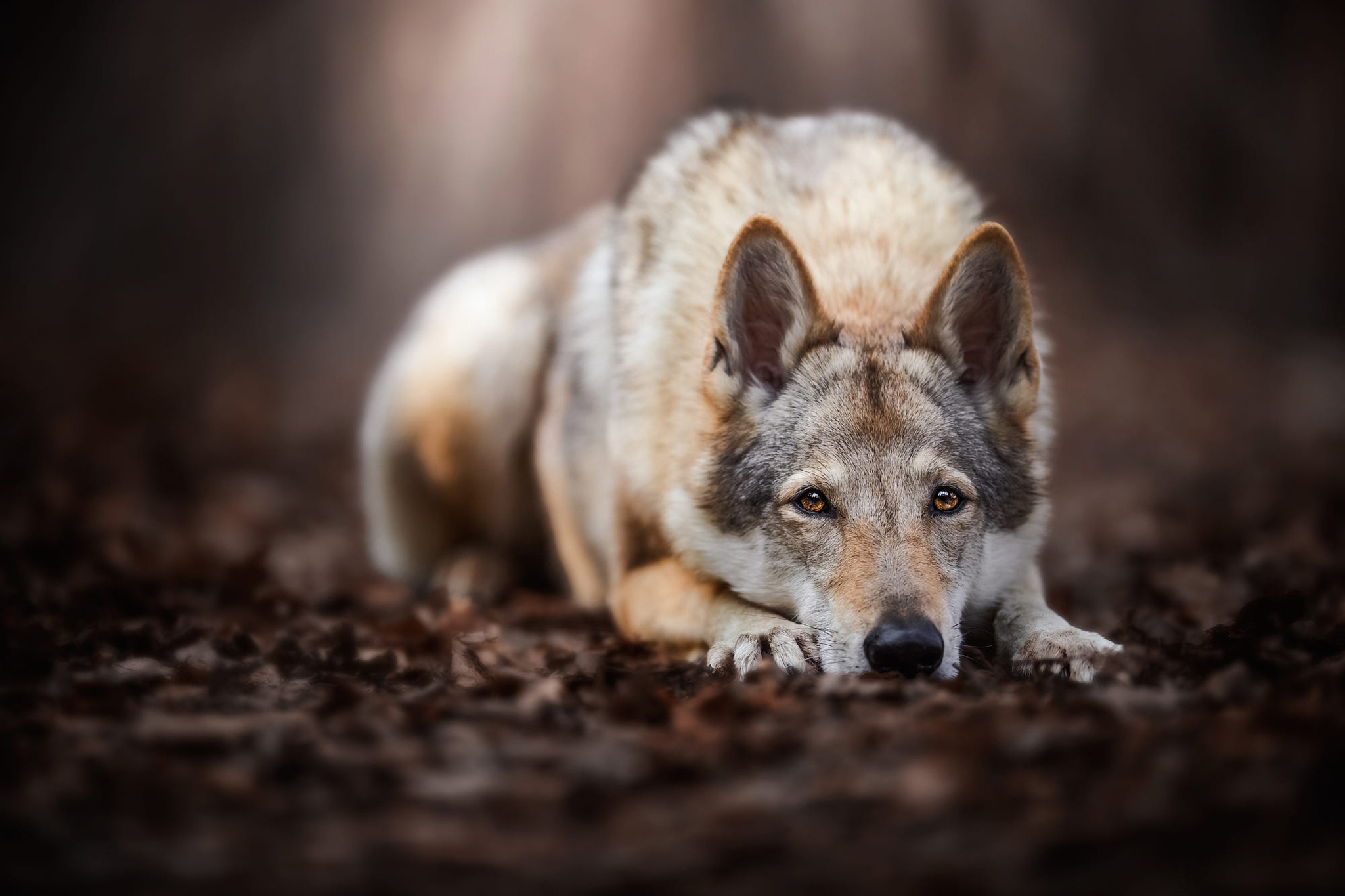 Бесплатное фото Волчья собака грустит