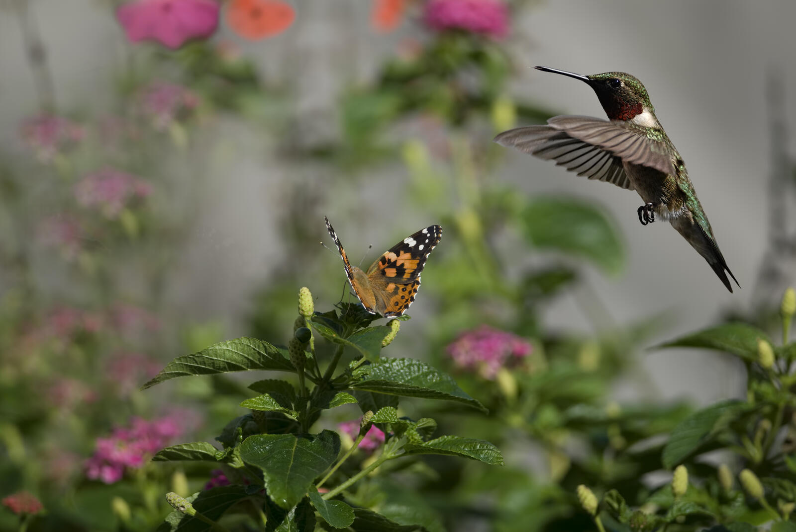 Wallpapers Hummingbird bird butterfly on the desktop