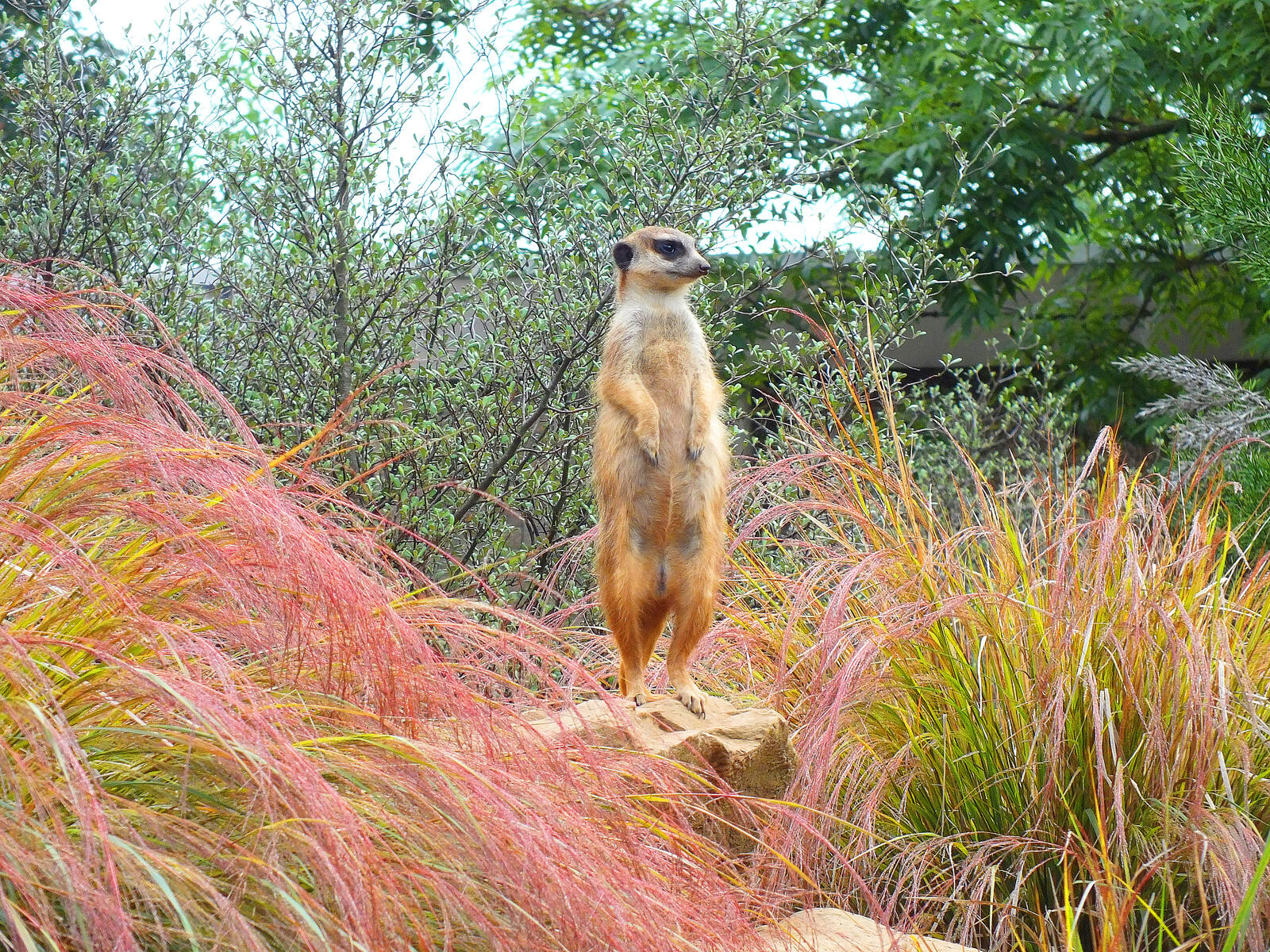 Wallpapers Meerkat meerkat stand animals on the desktop