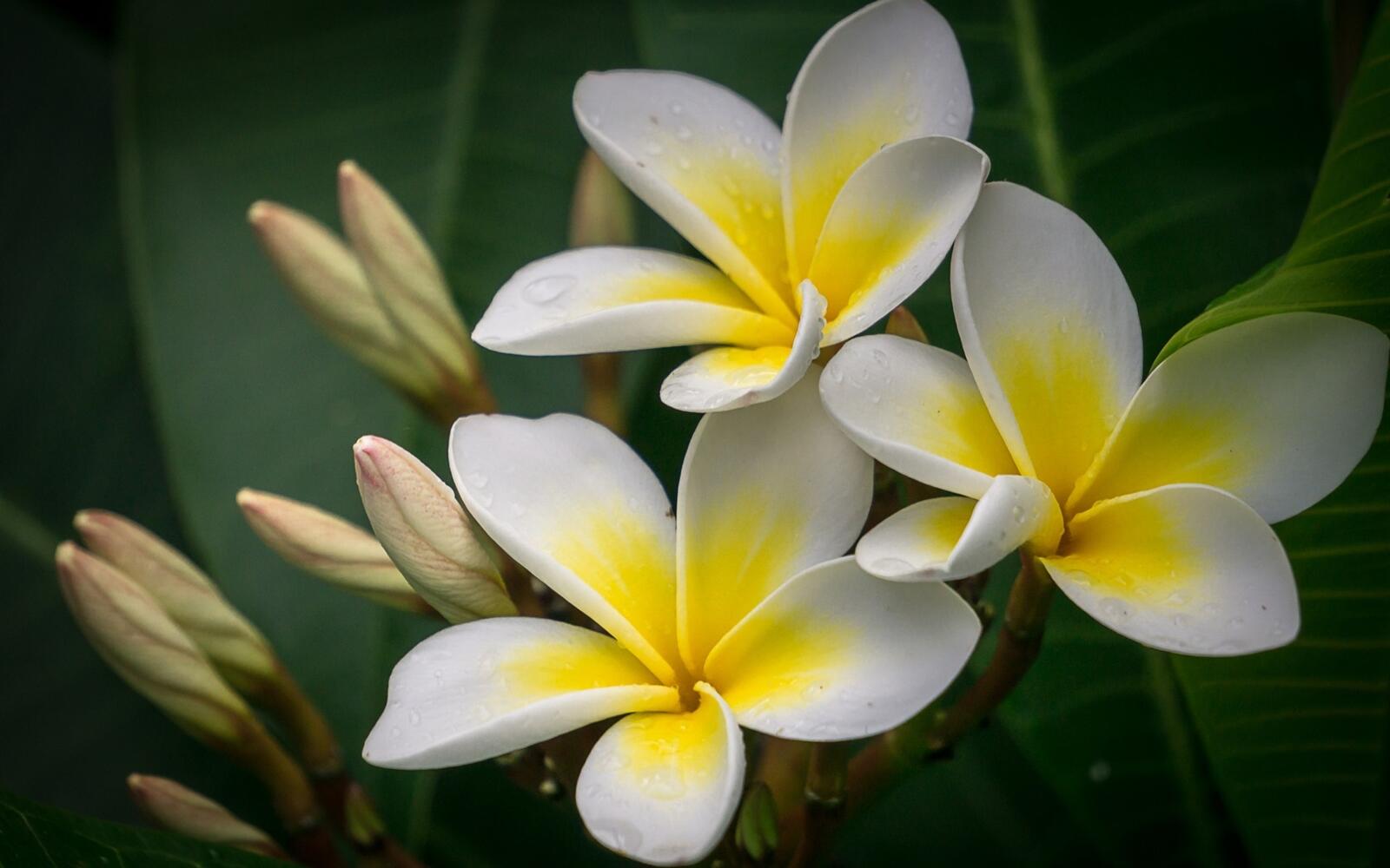 Wallpapers plumeria buds close on the desktop