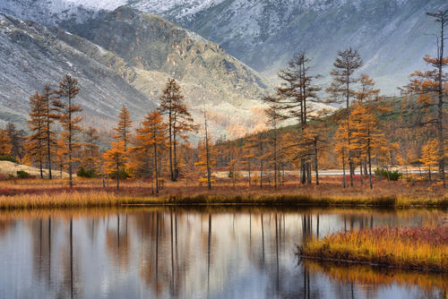 Larch on a background of mountains