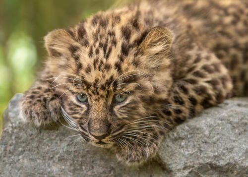 Леопард на камне