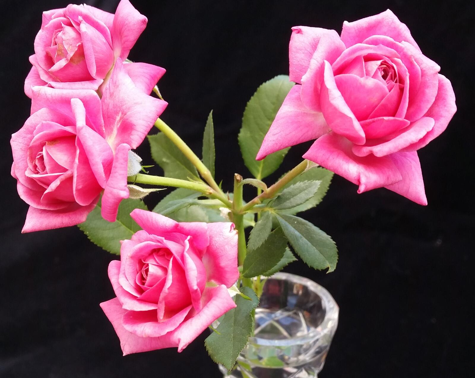 桌面上的壁纸粉色花瓣 蔷薇花蕾 玫瑰
