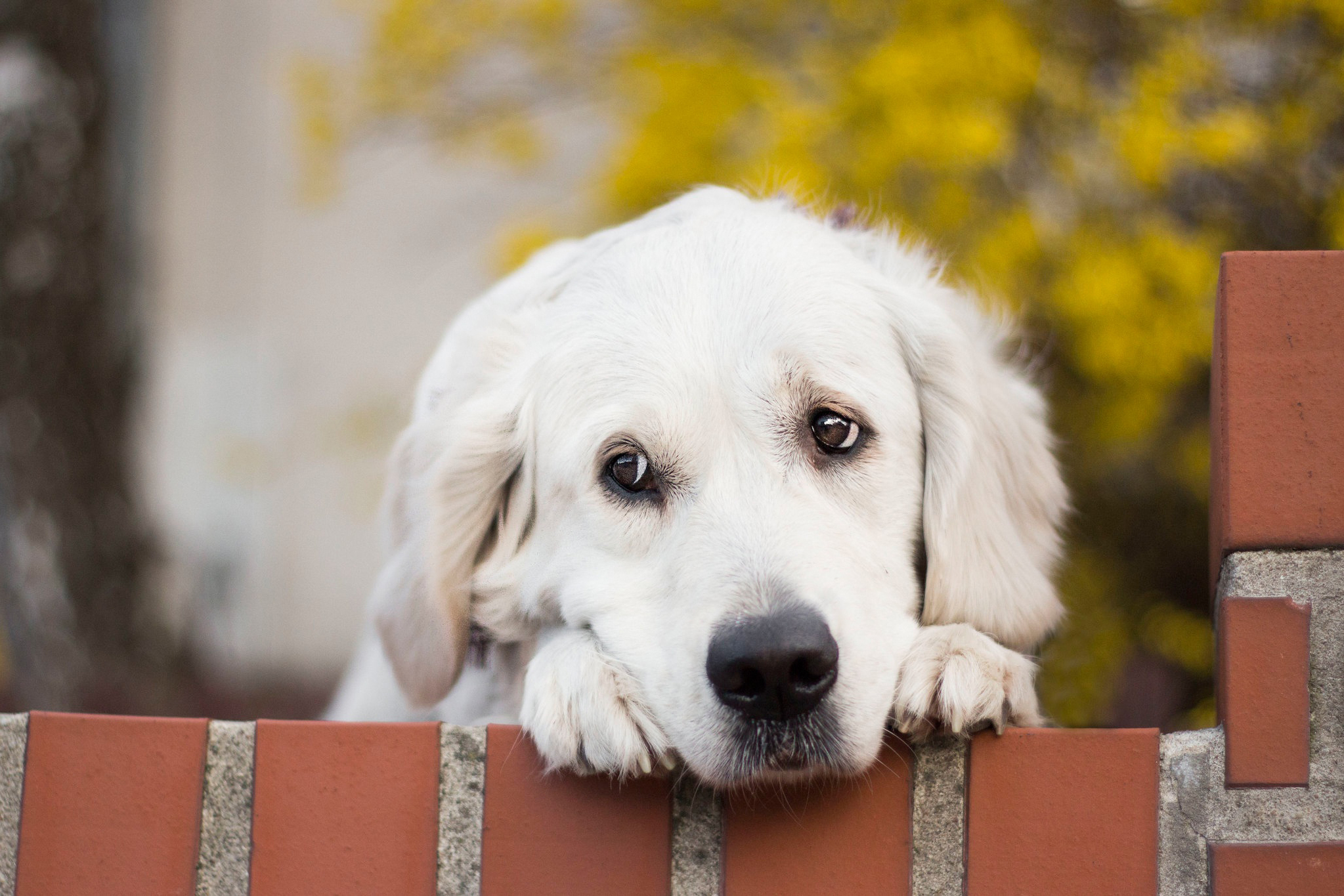免费照片悲伤的白色拉布拉多犬