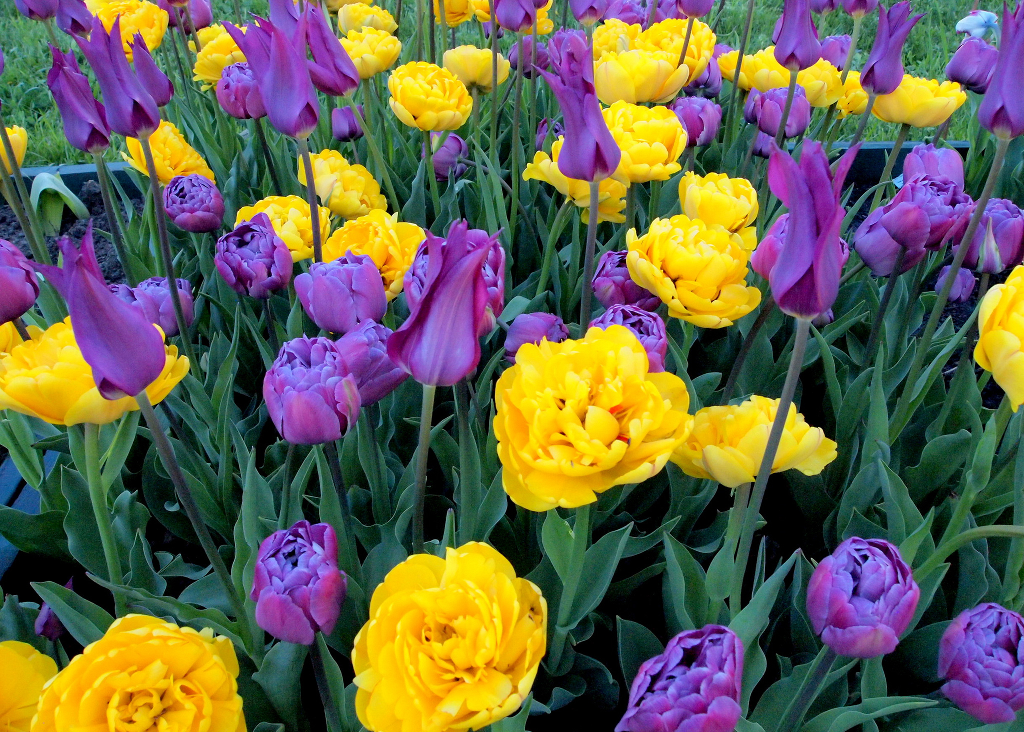 Free photo Summer tulips