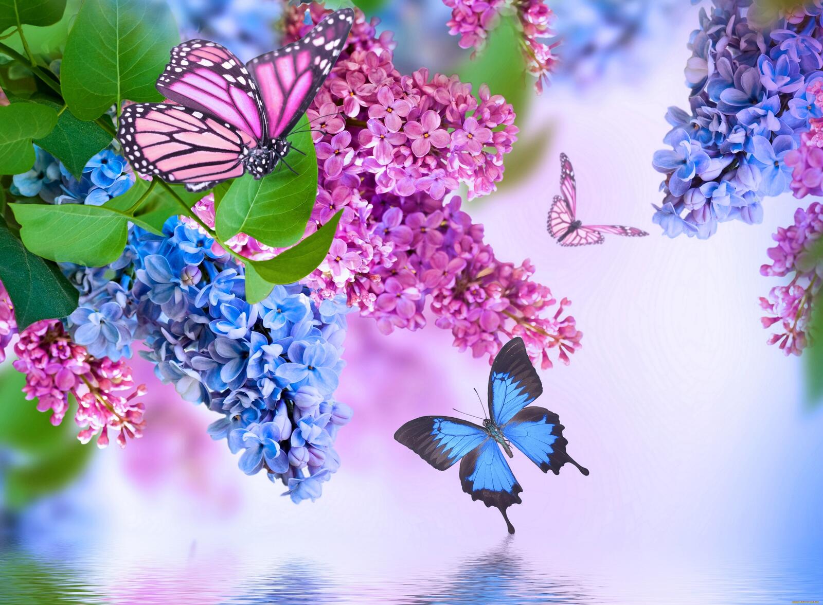 Wallpapers bouquet of lilac butterflies flora on the desktop