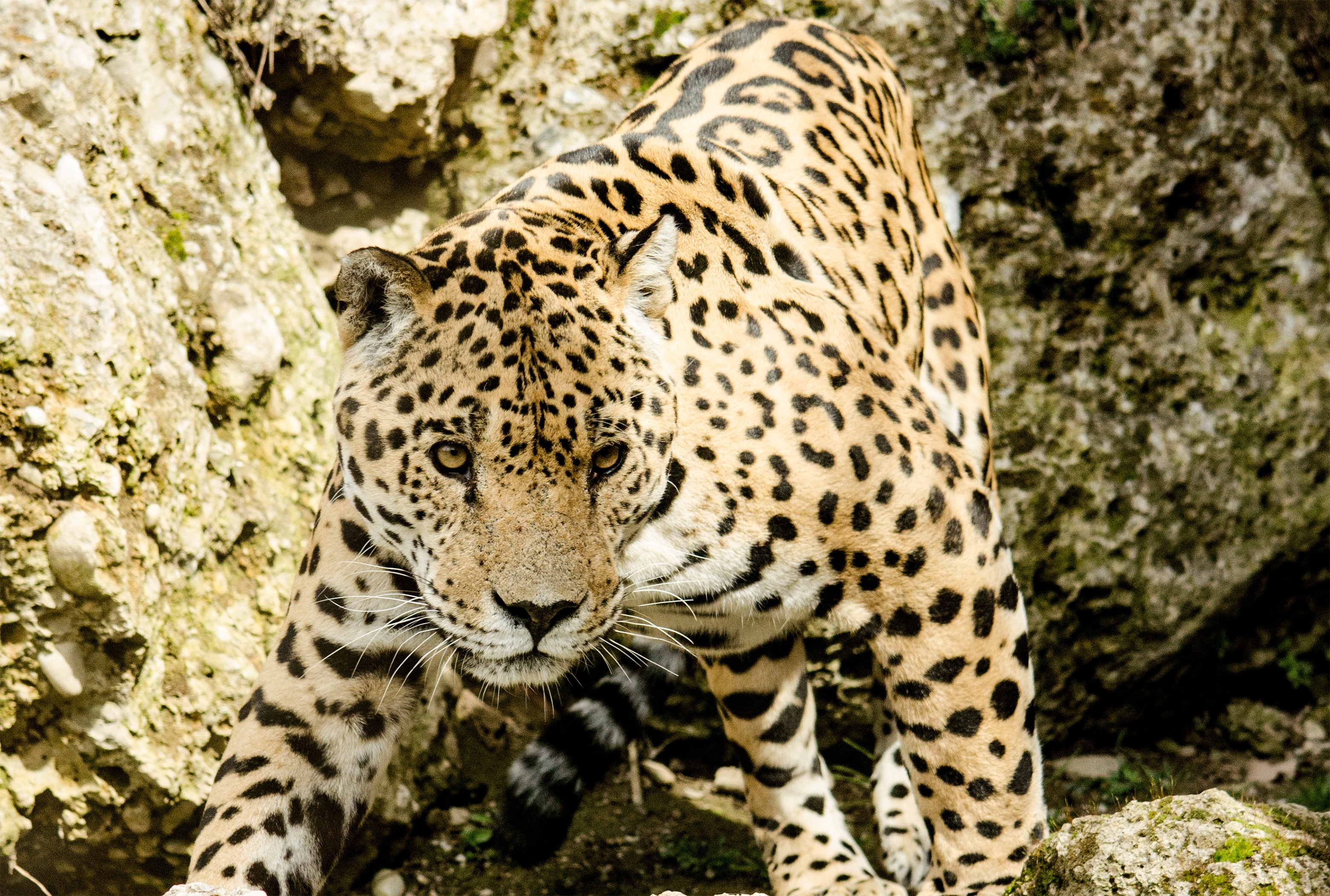 Wallpapers leopard wildlife zoo on the desktop