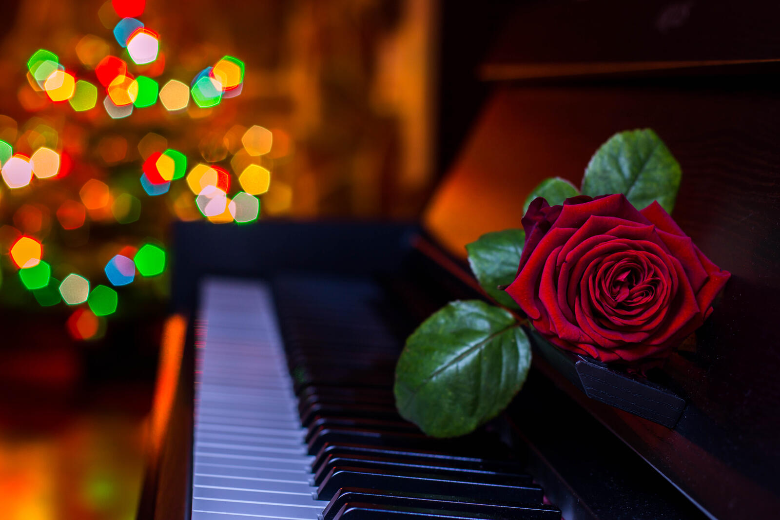 桌面上的壁纸玫瑰 钢琴 闪烁
