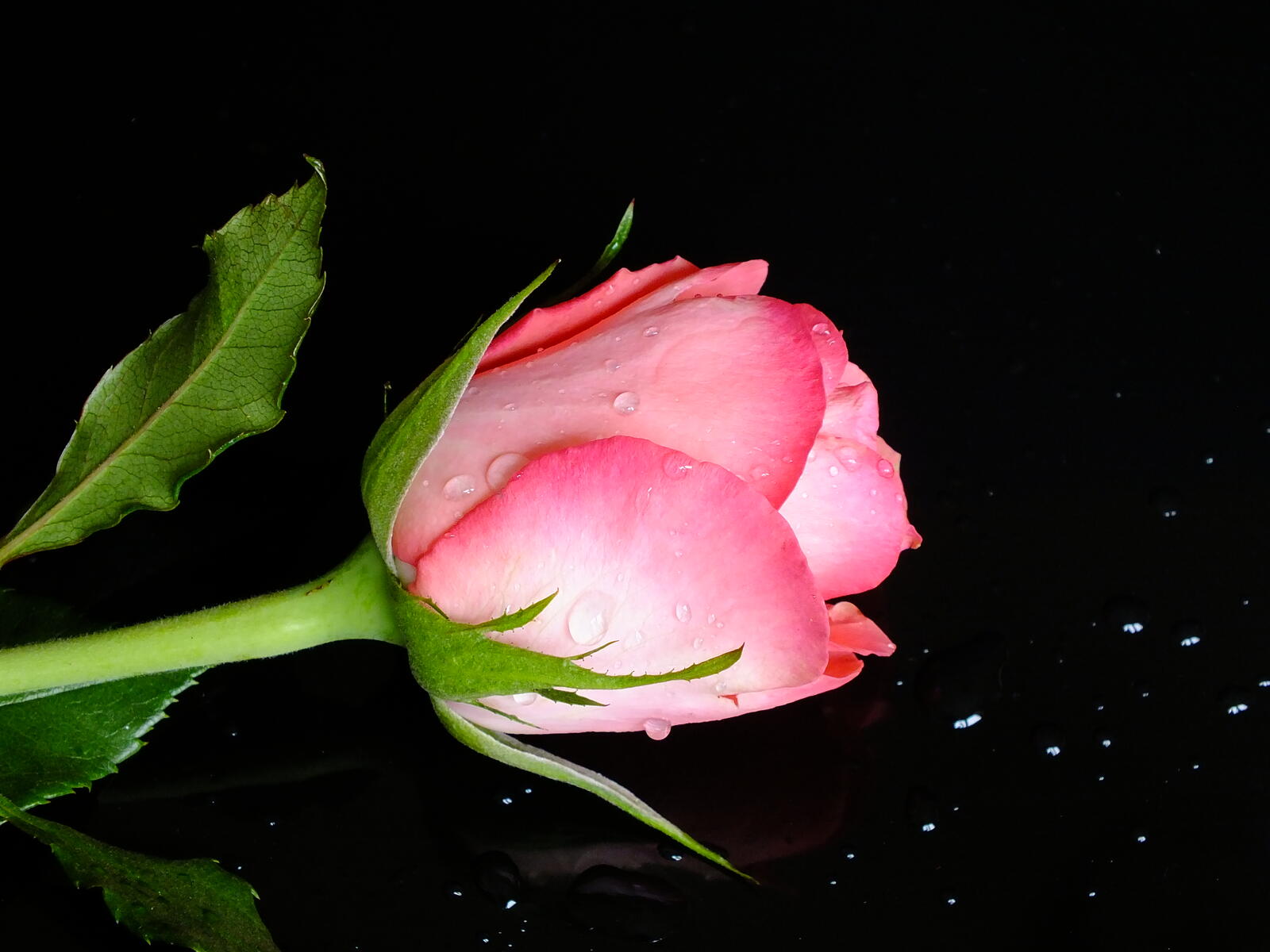 Обои цветы розовая роза бутон розы на рабочий стол
