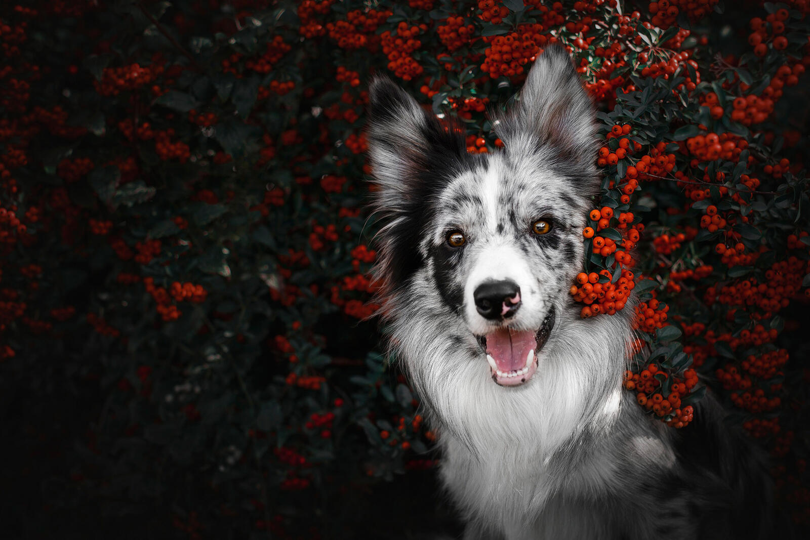 Бесплатное фото Собака на фоне рябины