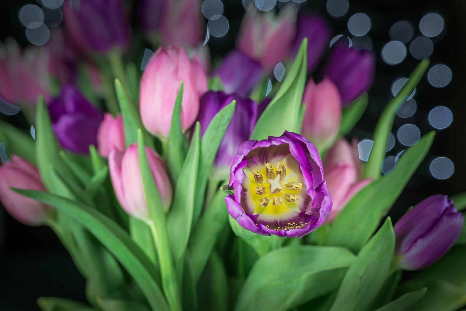 Бесплатное фото Красивый букет тюльпанов