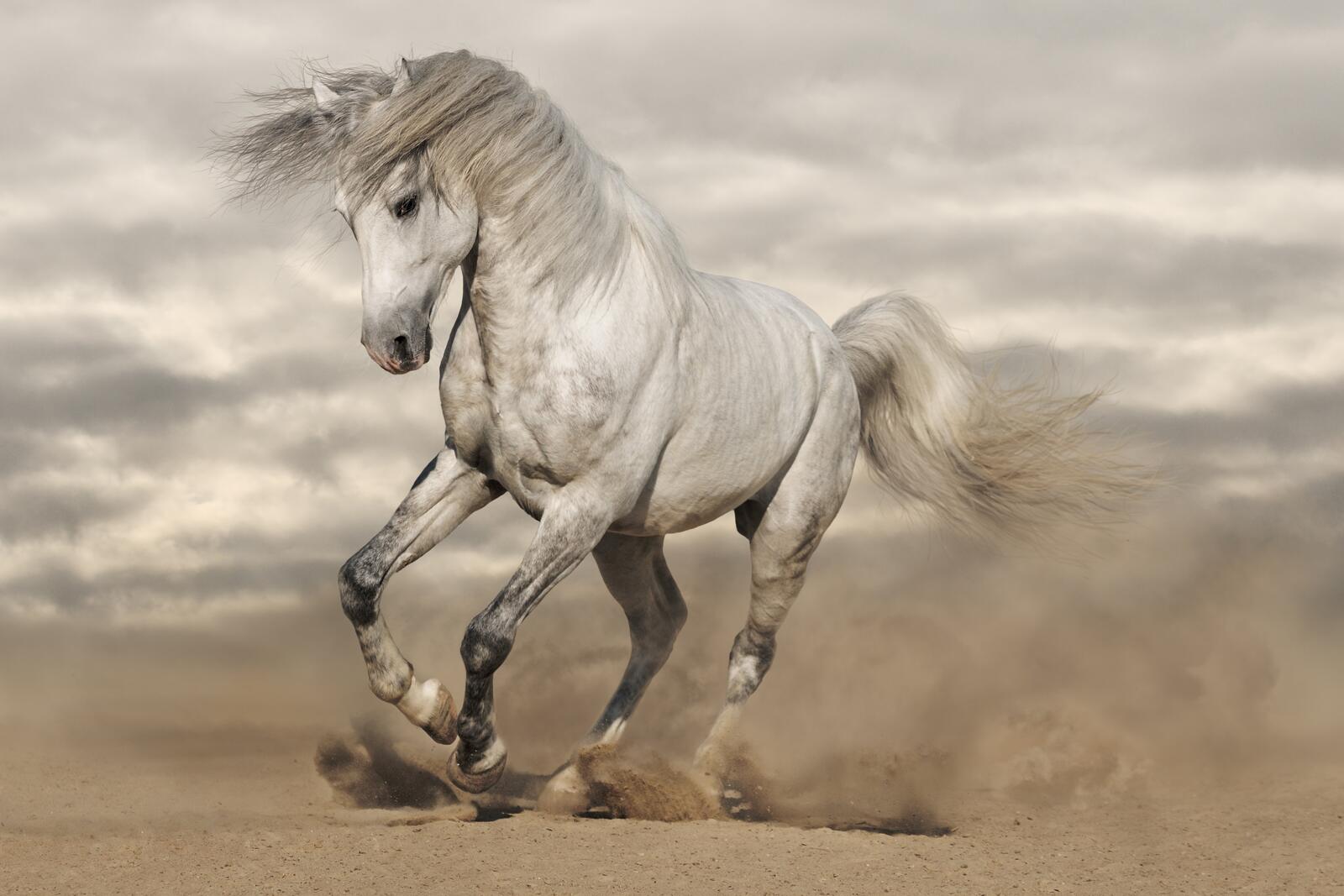 Wallpapers amazing beauty horse on the desktop