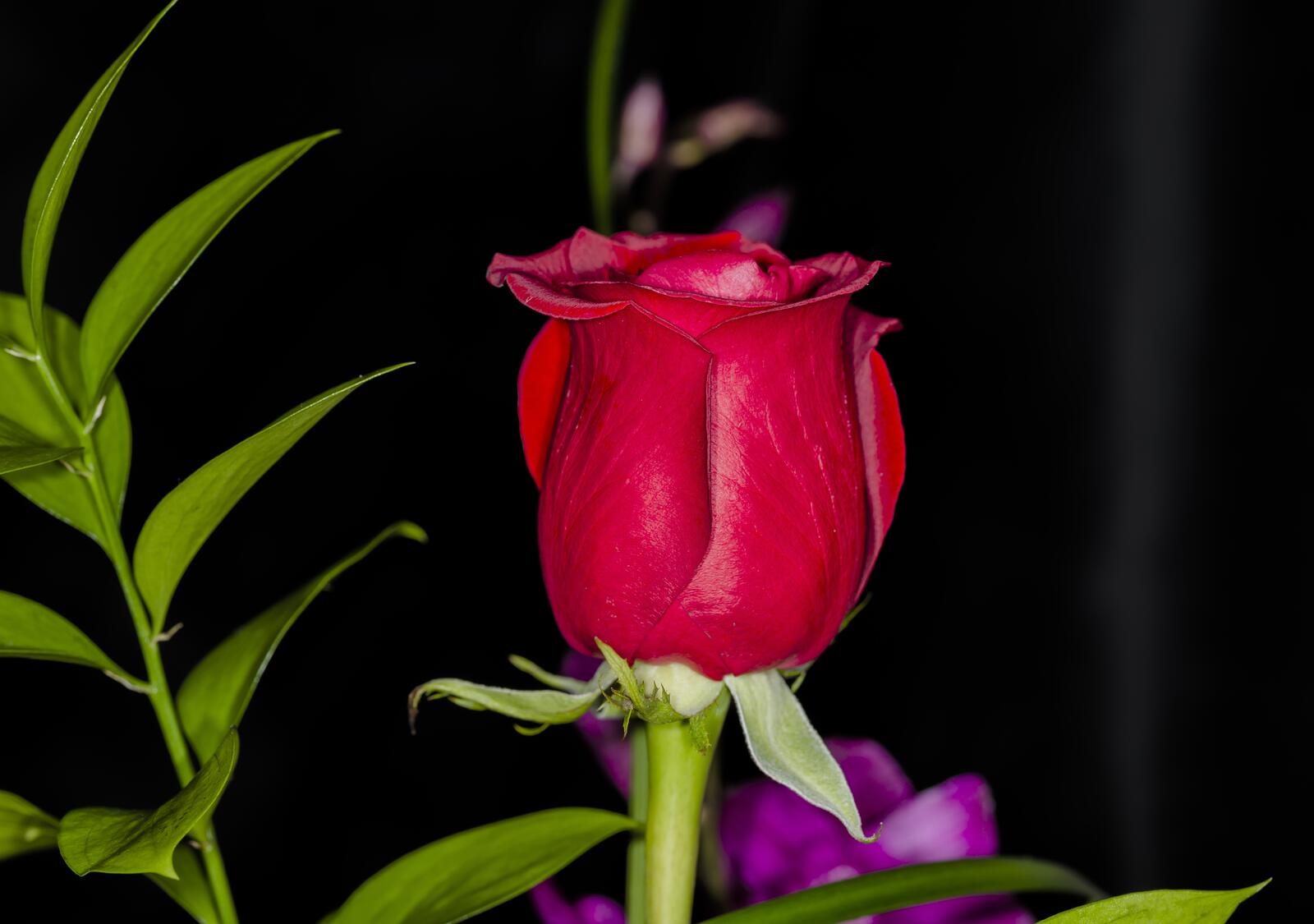Обои цветок красный бутон красная роза на рабочий стол