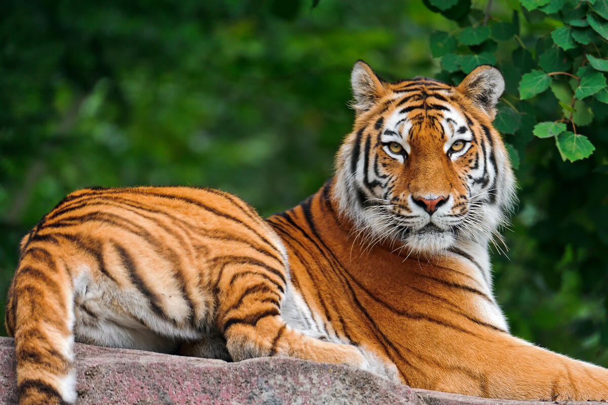 Красивый тигр обернулся на фотографа