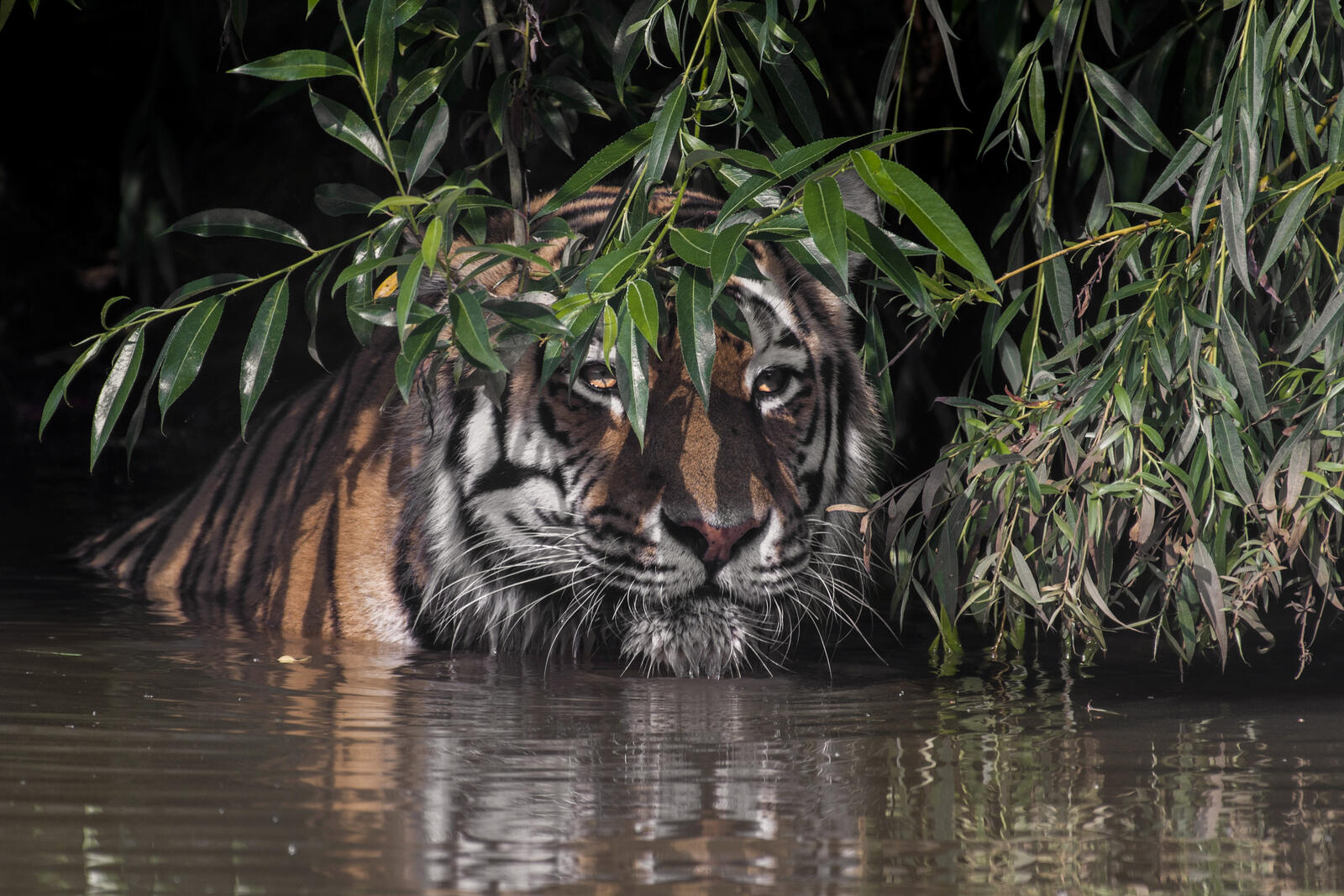 Бесплатное фото Заставка амурский тигр, большая кошка