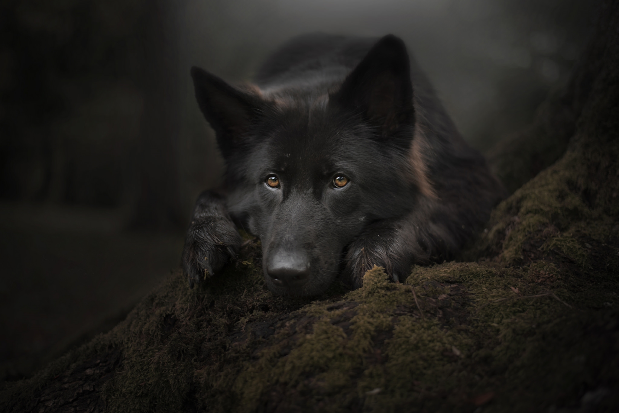 Фото бесплатно Черная немецкая овчарка, собака, морда