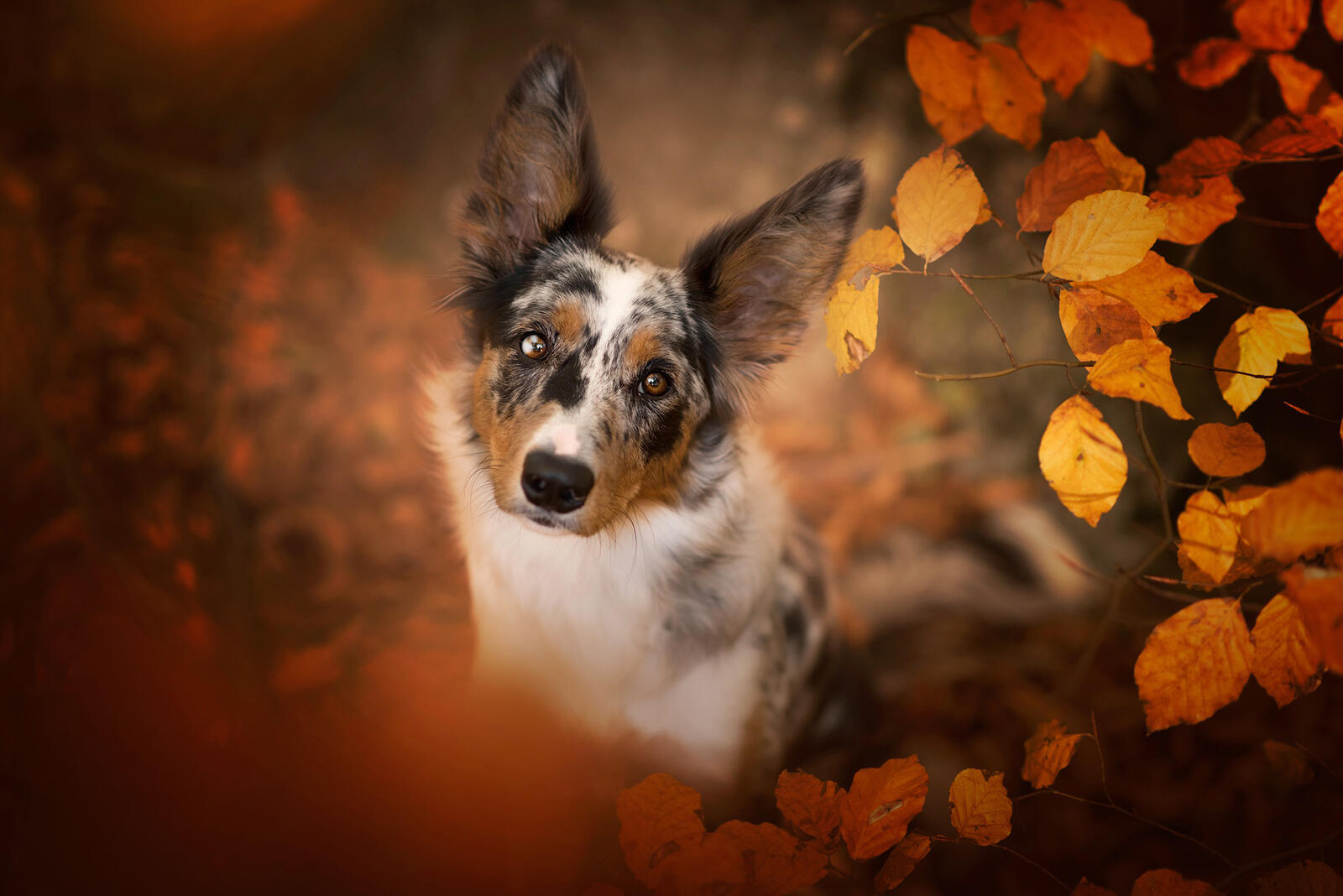 Пятнистая собака с осенней листвой