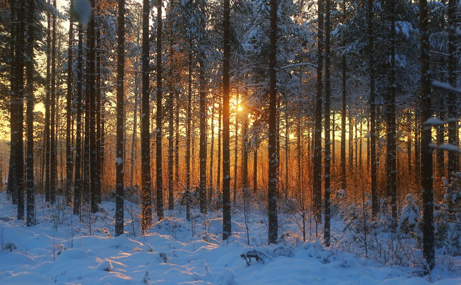 Обои лес лучи солнца ветви на рабочий стол