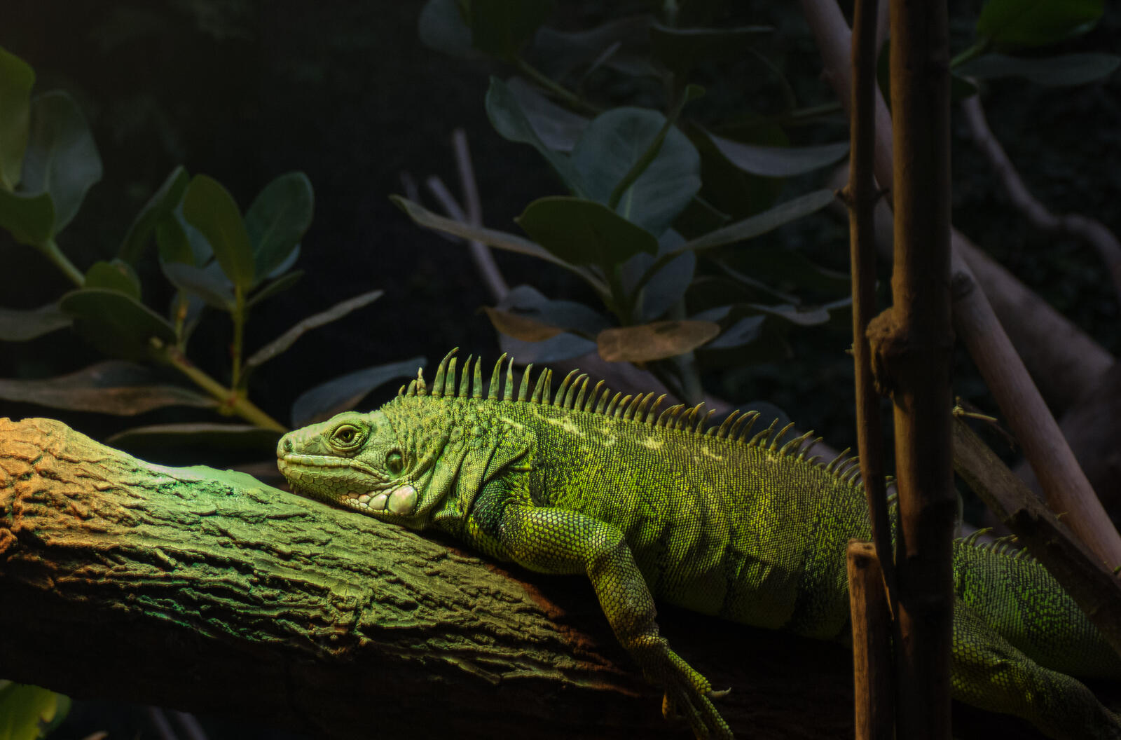 Wallpapers a large herbivorous lizard of the family of iguanids Iguane Iguana on the desktop