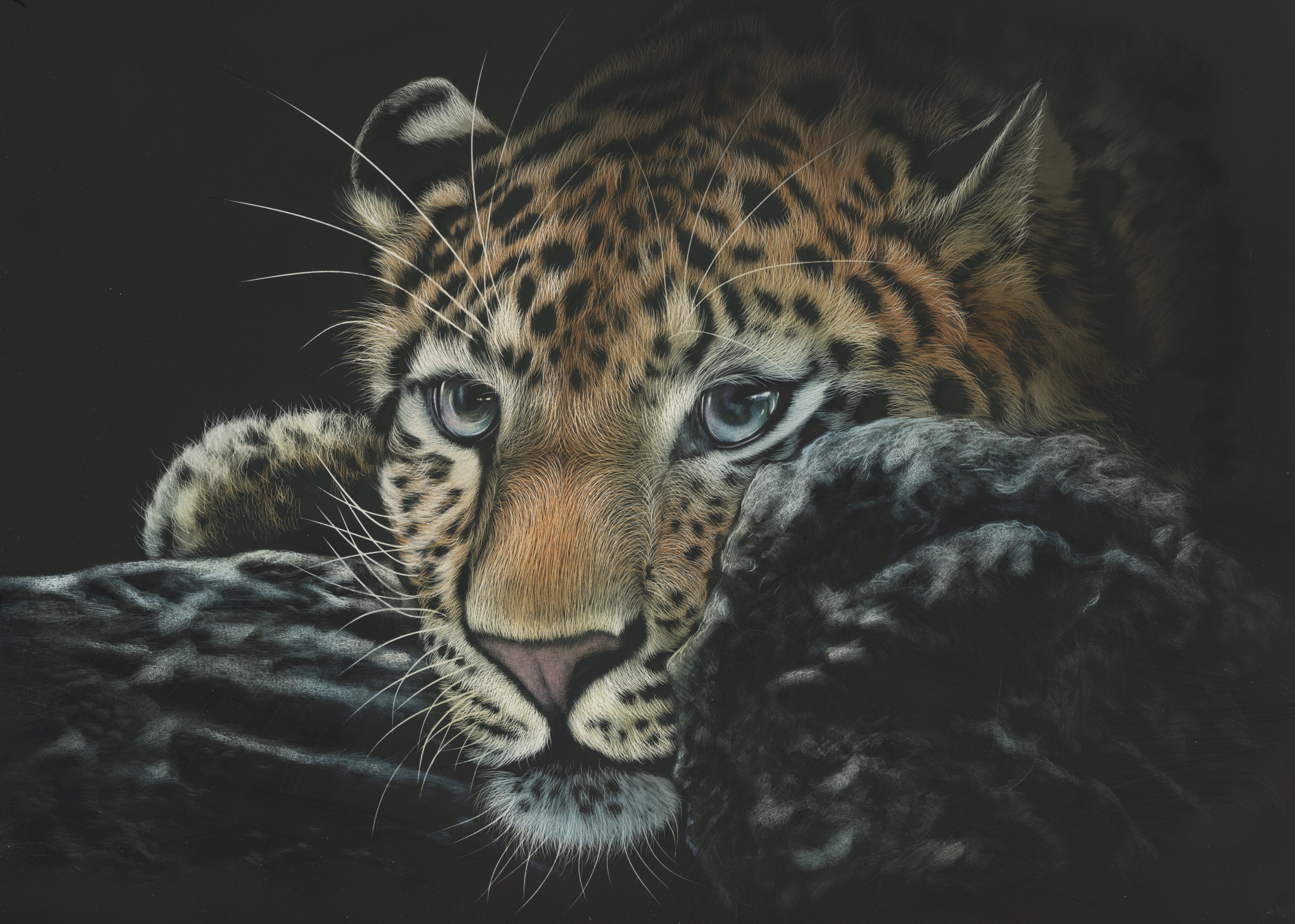 Wallpapers leopard wild cat muzzle on the desktop