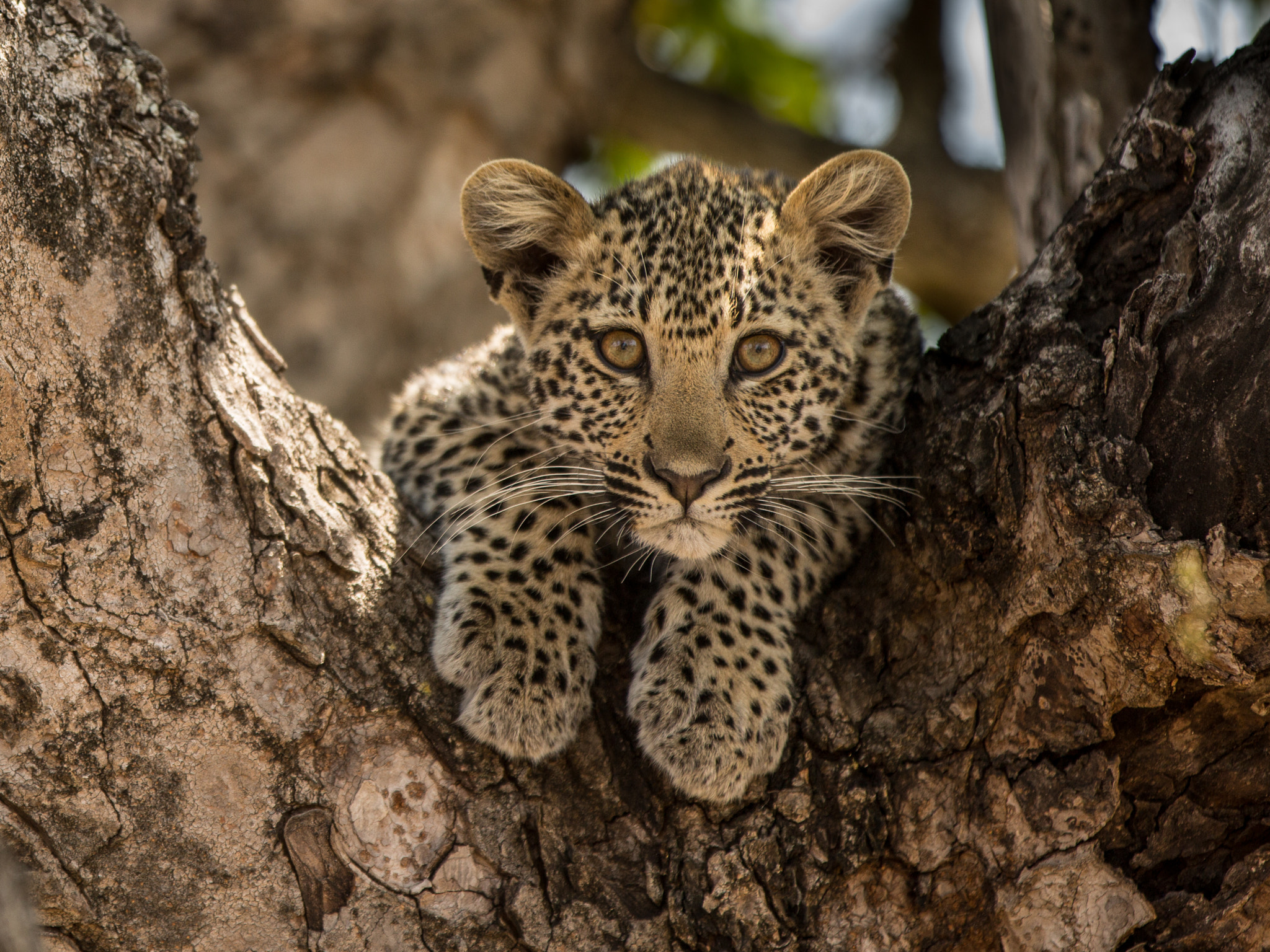 Фото бесплатно Leopard in tree, красавец на ветке, маленький