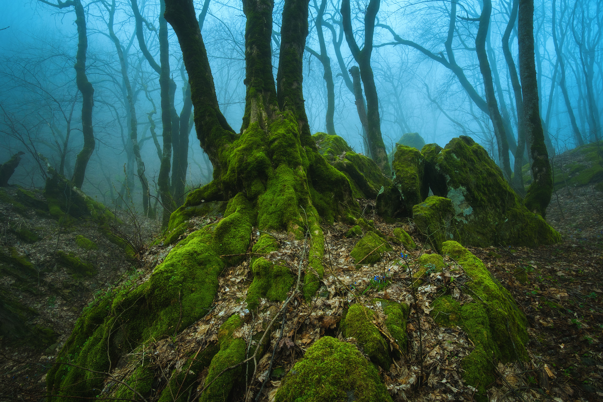 Загадочный лес в Ставрополье