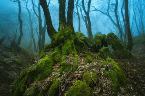 Mysterious forest in the Stavropol region