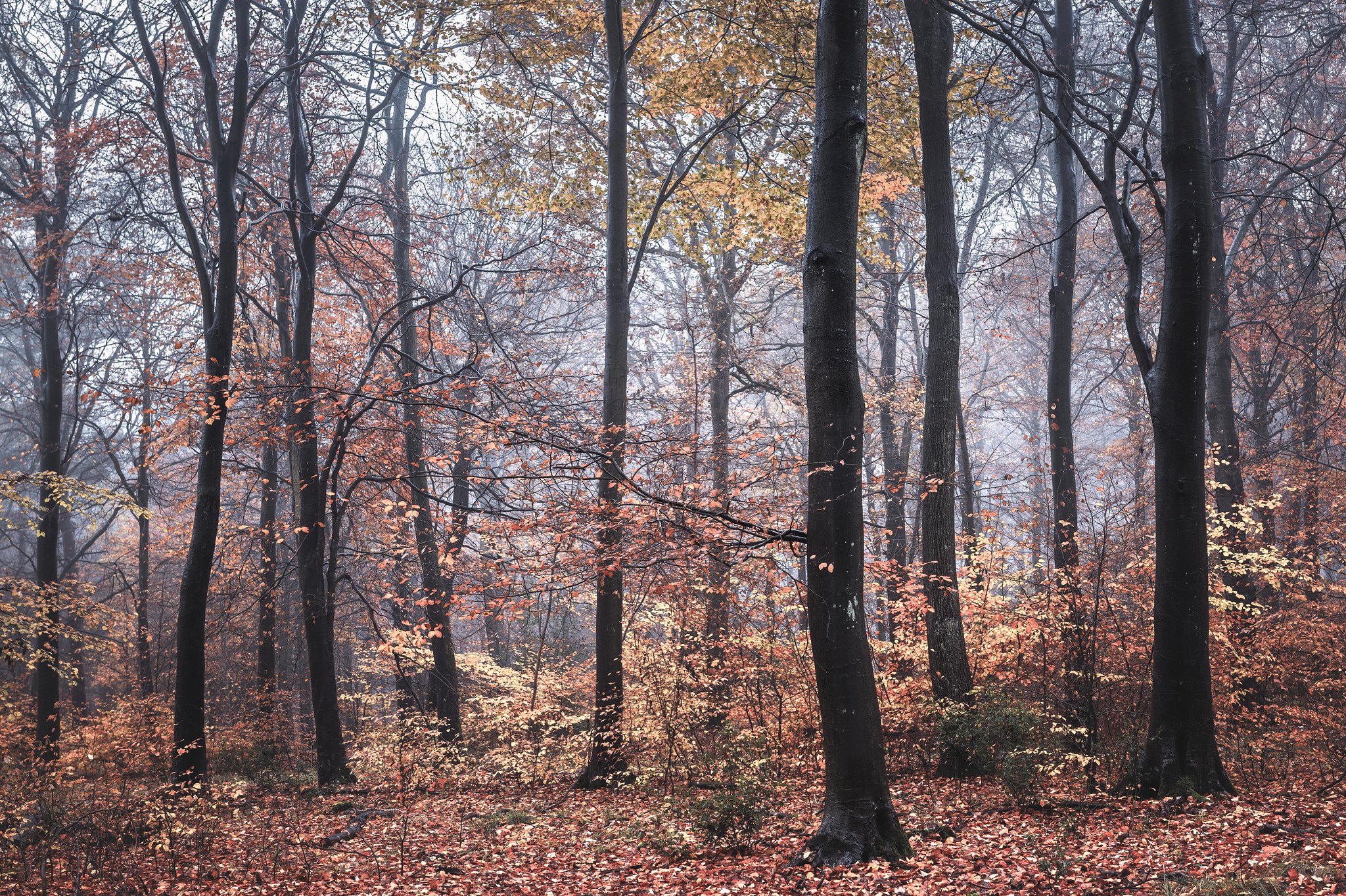 Free photo Forest in October