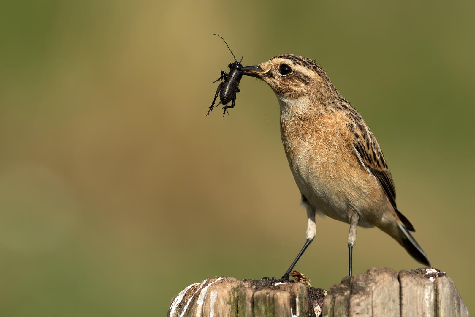Wallpapers Warbler whinchat Stiaccino on the desktop