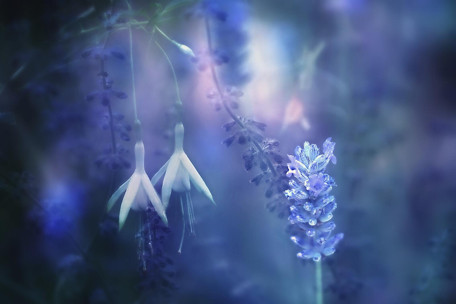 Wallpapers lavender plants plant on the desktop