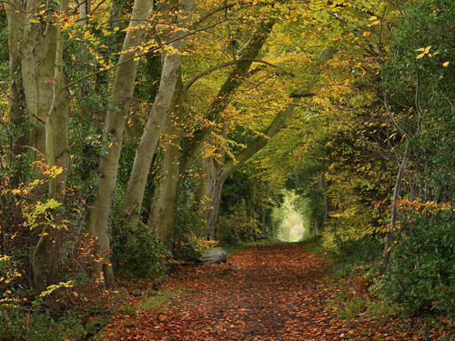 Осенний лесной массив и дорога