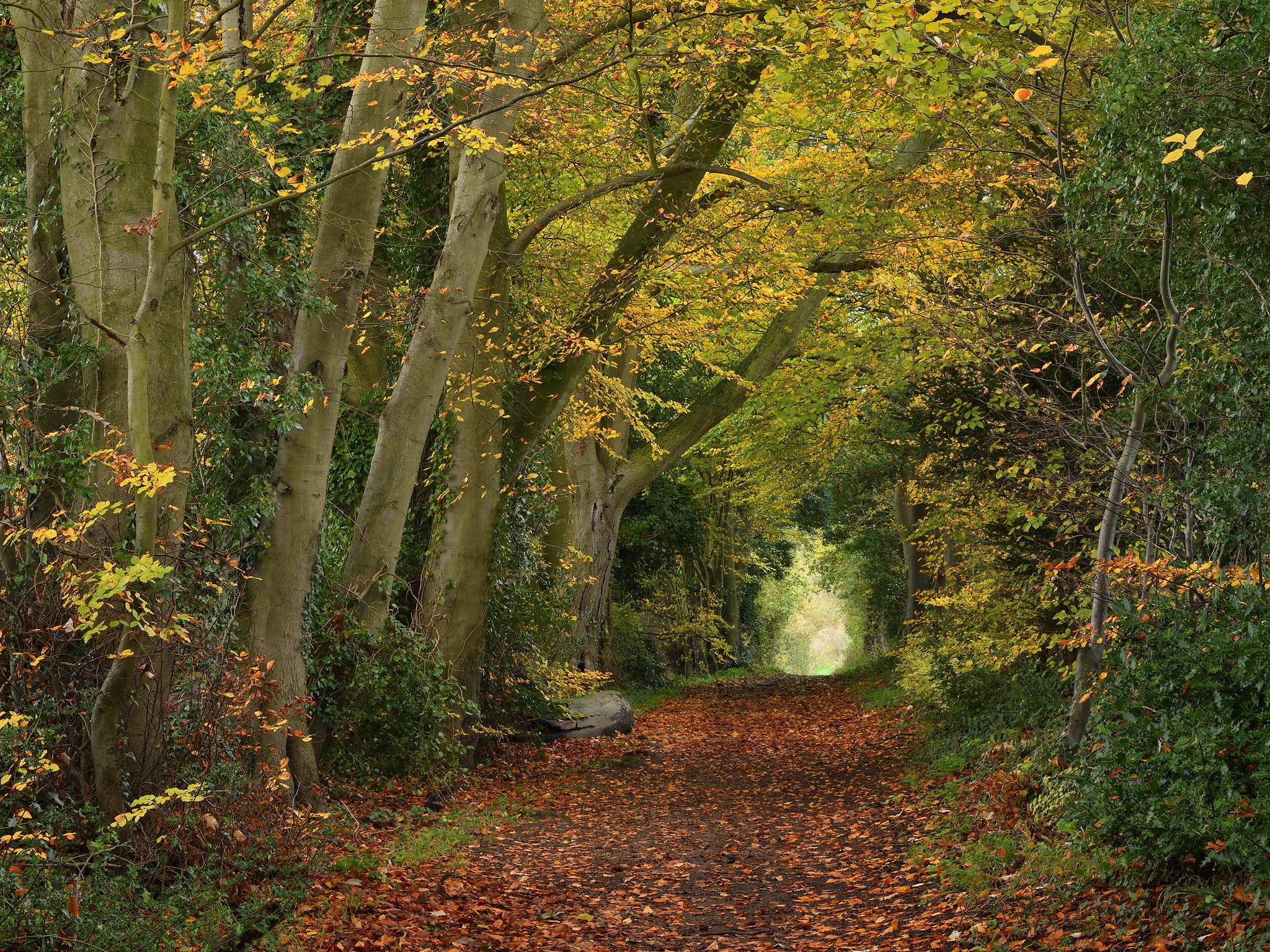 Autumn woodland and road - free photo