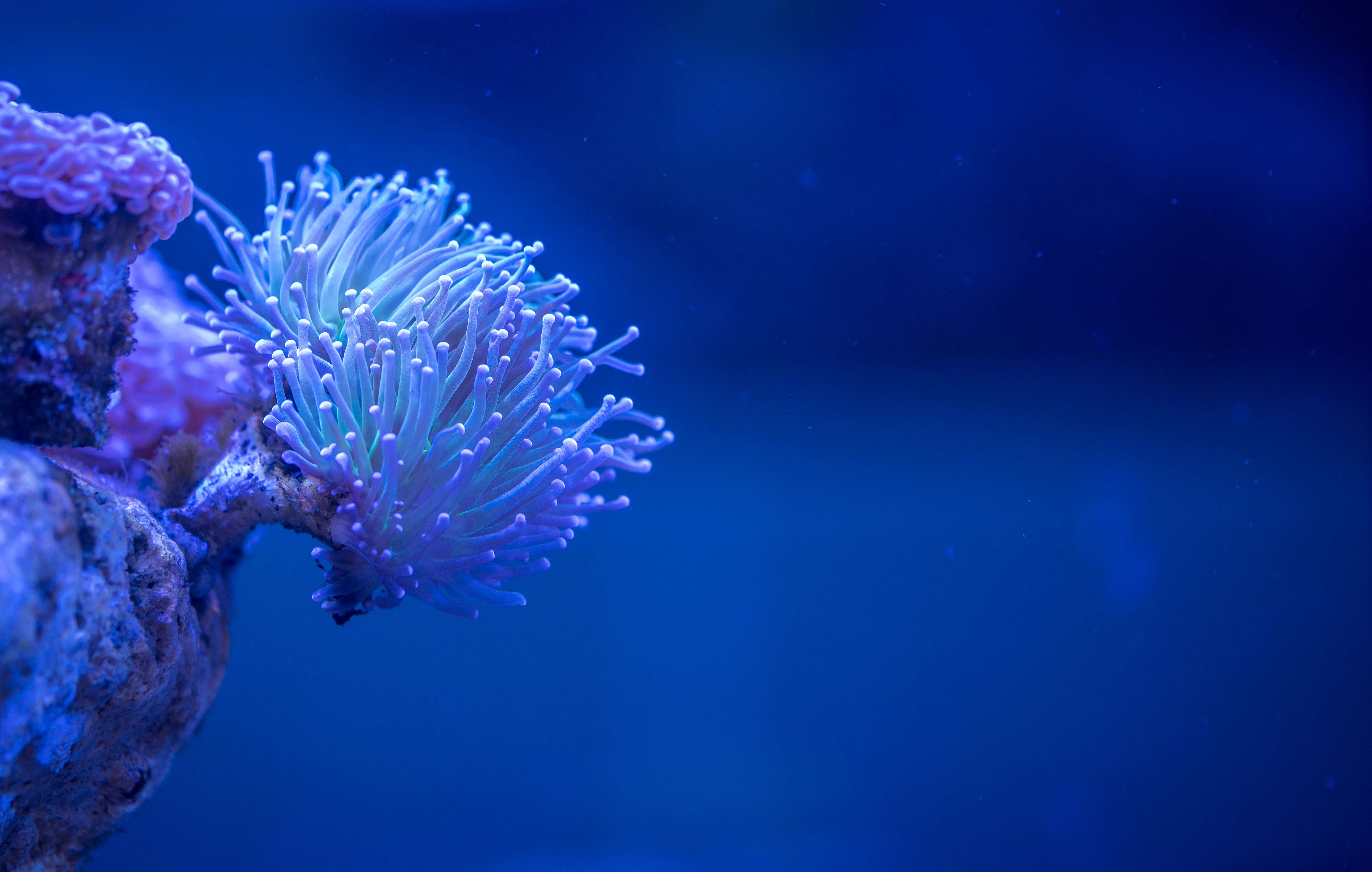 Wallpapers blue sea anemones coral reef on the desktop
