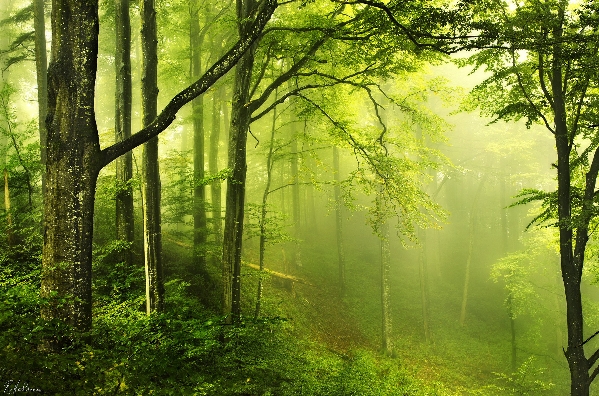 Wallpapers Wake up it s summer forest on the desktop