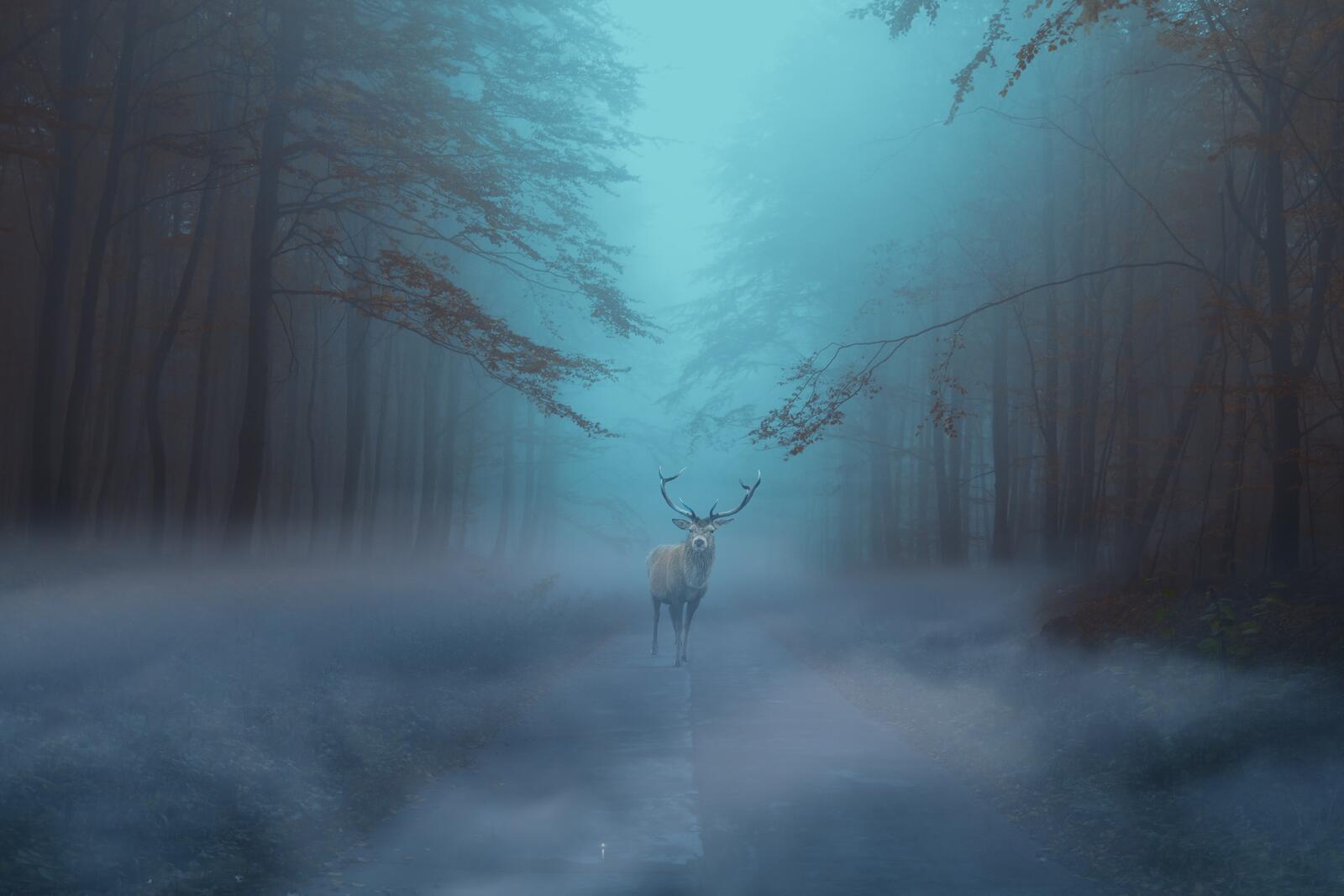 Wallpapers deer landscape fog on the desktop