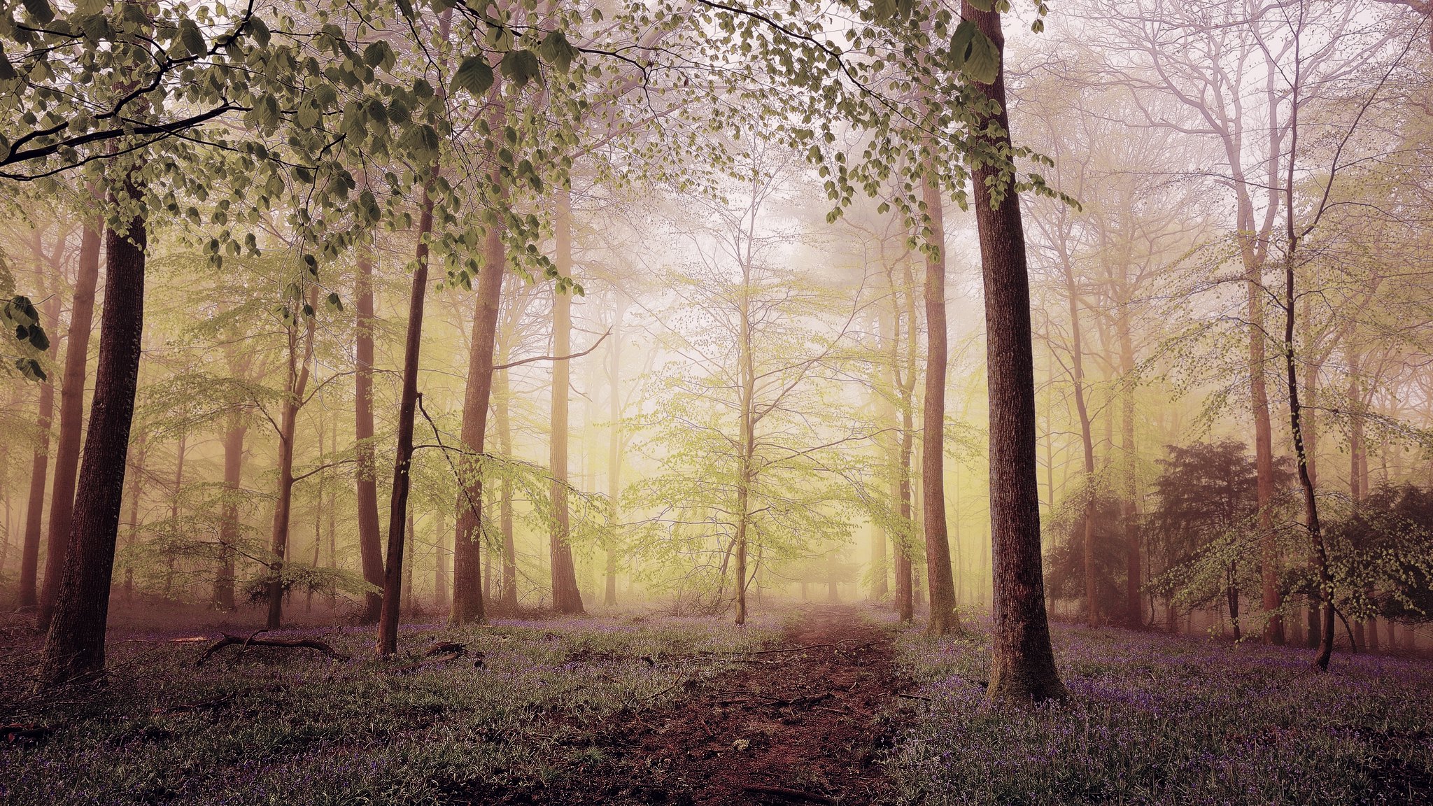 Бесплатное фото Тропинка в лесу
