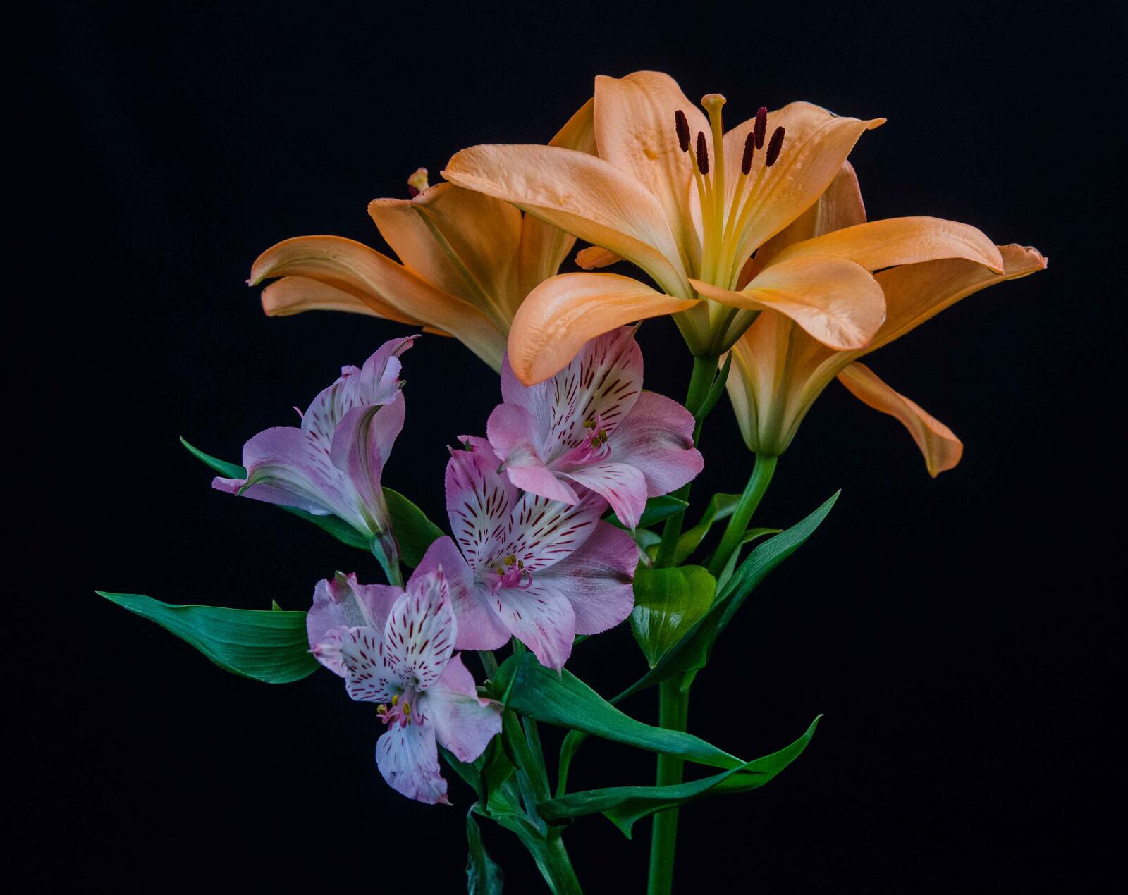 Wallpapers daylilies lilies black background on the desktop